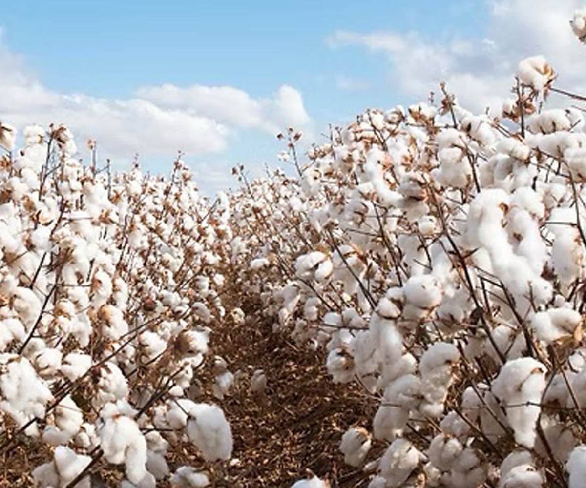 Pima Cotton vs. Commercial Cotton: Why Pima Stands Out - INKA FABRIC, Alpaca & Pima Cotton