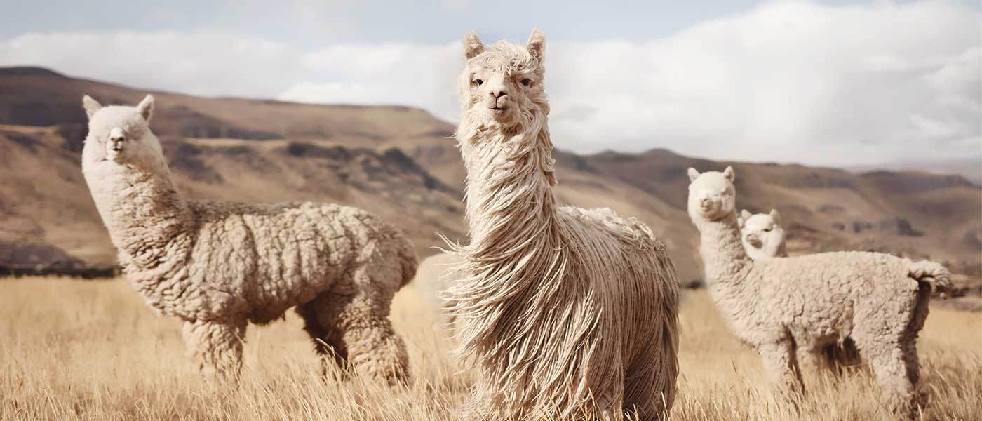 ALPACA SCARVES AND SHAWLS - INKA FABRIC, Alpaca & Pima Cotton