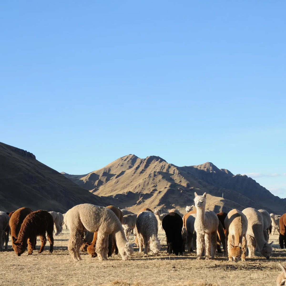 A herd of alpacas and llamas grazing in a dry, open landscape with rocky mountains under a clear blue sky.