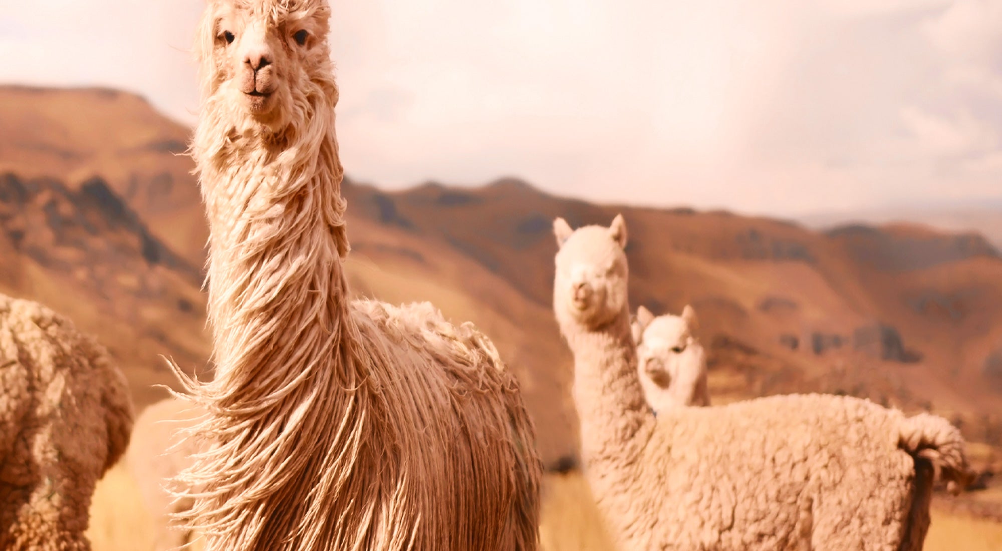 ALPACAS FOM THE ANDES OF PERU