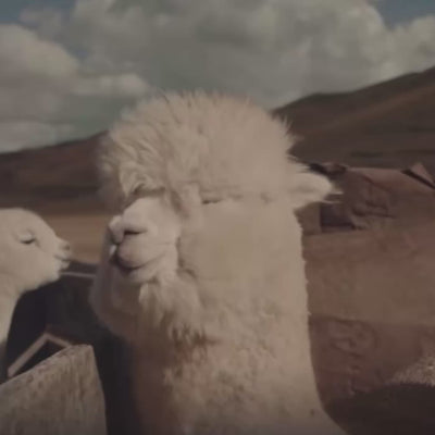 videos de alpacas