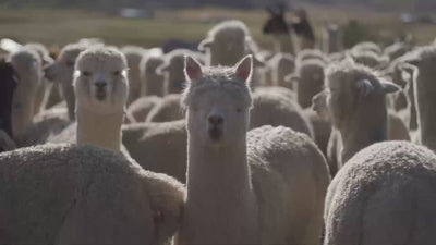 alpacas en peru 
